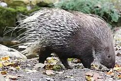 Brown and white porcupine