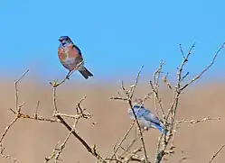 Western bluebirds (Sialia mexicana) populations have rebounded with placement of nesting boxes throughout the preserve.