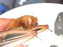 Brown bat