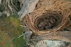Looking down on three helpless blind chicks in a nest within the hollow of a dead tree trunk