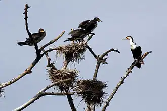 A nesting colony in iSimangaliso Wetland Park, South Africa