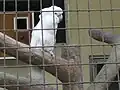 An umbrella cockatoo