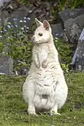 White wallaby female (N.&nbsp;r.&nbsp;rufogriseus)
