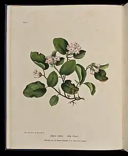 Wild Flowers of Nova Scotia: Epigaea repens. May Flower (Plate I), 1840, National Gallery of Canada