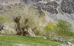 Willow and birch trees