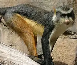 Gray and brown monkey