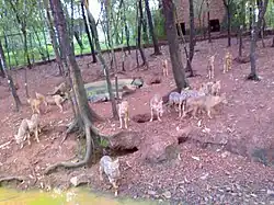 Dholes in the theme park