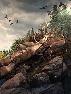 Caribou diorama