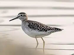 Wood Sandpiper