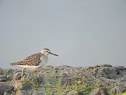 At Perumbakkam Lake, Tamil Nadu.