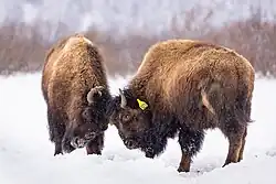 Young bulls sparring at Alaska Wildlife Conservation Center.