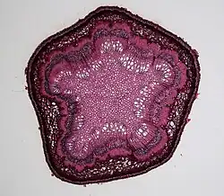 Cross-section view of Quercus stem