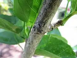 Wrap-around spider Dolophones mimicking a stick