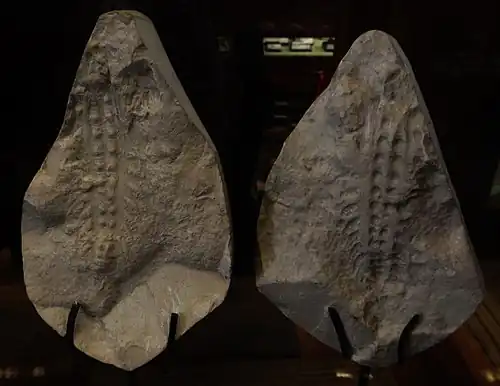 Fossils of Xenusion, a lobopodian that might have grown up to 20&nbsp;centimeters.