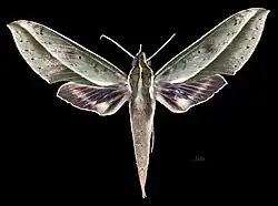 Female dorsal (coll.MHNT)