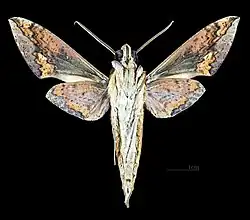 Female underside Xylophanes chiron lucianus