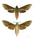 Xylophanes porcus
