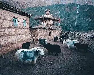 Yak are reared on grazing pastures and meadows at elevations of 3,000–5,000 masl in 28 northern mountain districts in Nepal.