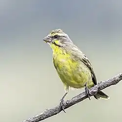 female C. m. granti South Africa