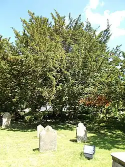 One of the churchyard's 20 yew trees