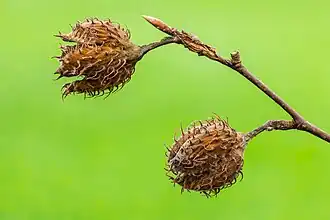 Half-opened seed pods of a beech (Fagus sylvatica)