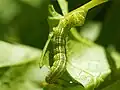Larva