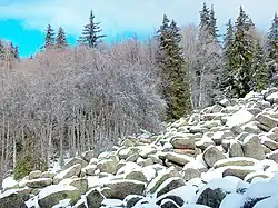 The run in the winter