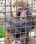 Rhesus macaque
