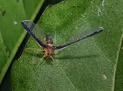 Zoraida pterophoroides (Zoraidini)