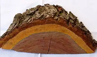 Section of prune plum tree