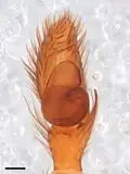 Male pedipalp