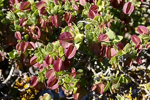 Roepera morgsana in fruit, coastline of Namaqua National Park