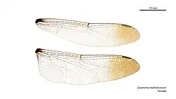 Female wings