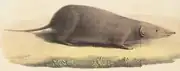 Drawing of brown shrew