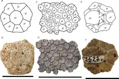 Photographs and drawings of osteoderms of Glyptotherium