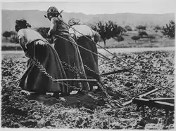 Three women pulling a plough to till the soil.